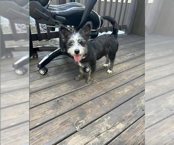 Medium Photo #1 Mutt Puppy For Sale in San Antonio, TX, USA