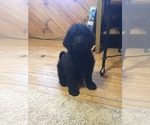 Small Photo #2 Labradoodle Puppy For Sale in CHETEK, WI, USA