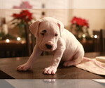 Small Photo #32 Dogo Argentino Puppy For Sale in MODESTO, CA, USA