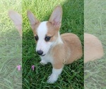 Small #8 Pembroke Welsh Corgi