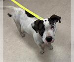Small American Pit Bull Terrier