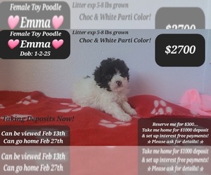 Poodle (Toy) Puppy for sale in TUCSON, AZ, USA