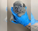 Puppy 5 French Bulldog
