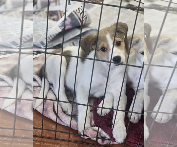 Medium Photo #6 Aussiedor Puppy For Sale in SHERBURNE, NY, USA