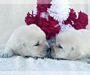 English Cream Golden Retriever-Labrador Retriever Mix Puppy for sale in FOUNTAIN, CO, USA