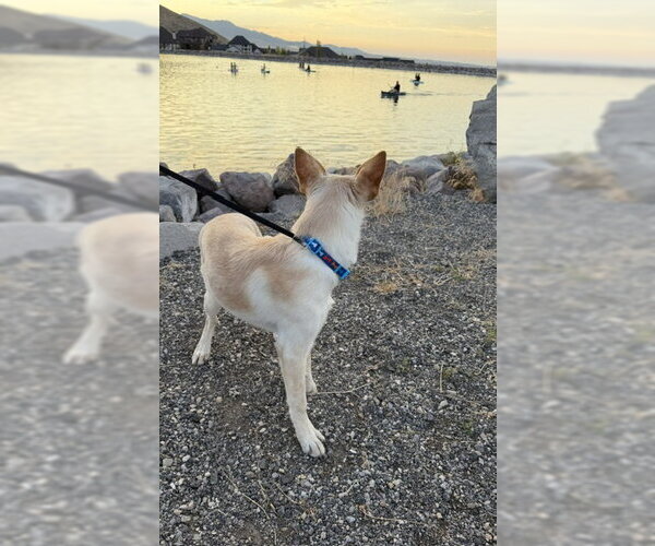 Medium Photo #11 German Shepherd Dog-Unknown Mix Puppy For Sale in Sandy, UT, USA
