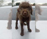 Small #4 Mutt