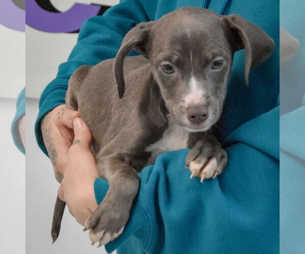 Medium Photo #3 American Staffordshire Terrier-Labrador Retriever Mix Puppy For Sale in Huntley, IL, USA