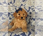 Small Photo #6 Cavapoo Puppy For Sale in NEW PROVIDENCE, PA, USA
