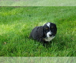 Small Photo #2 Miniature Bernedoodle Puppy For Sale in DUNDEE, OH, USA