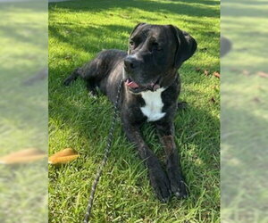 Finn - Male Presa Canario-Unknown Mix Dog for Adoption - Photo #6