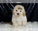 Puppy Buggy Goldendoodle (Miniature)