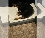Small #7 Doberman Pinscher