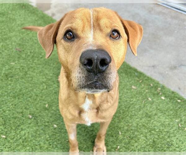 Medium Photo #1 Labrador Retriever-Unknown Mix Puppy For Sale in Raleigh, NC, USA