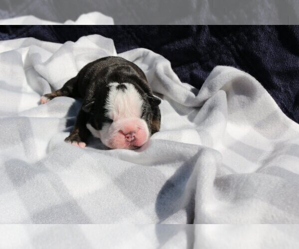 Medium Photo #3 English Bulldog Puppy For Sale in ALAMO, CA, USA