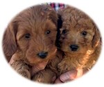 Image preview for Ad Listing. Nickname: Litter of 2