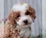 Small #3 Poodle (Miniature)
