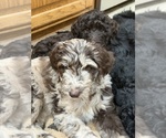 Litter of 10 - Male(s) and Female(s) Goldendoodle mix (+ Poodle Standard)Litter of Puppies for Sale - Photo #5