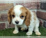 Small #4 Cavalier King Charles Spaniel