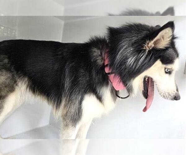 Medium Photo #1 Alaskan Malamute-Unknown Mix Puppy For Sale in Houston, TX, USA