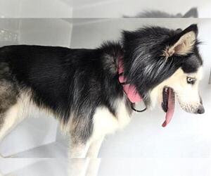 Alaskan Malamute-Unknown Mix Dogs for adoption in Houston, TX, USA