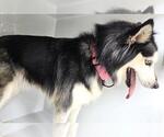 Small Alaskan Malamute Mix