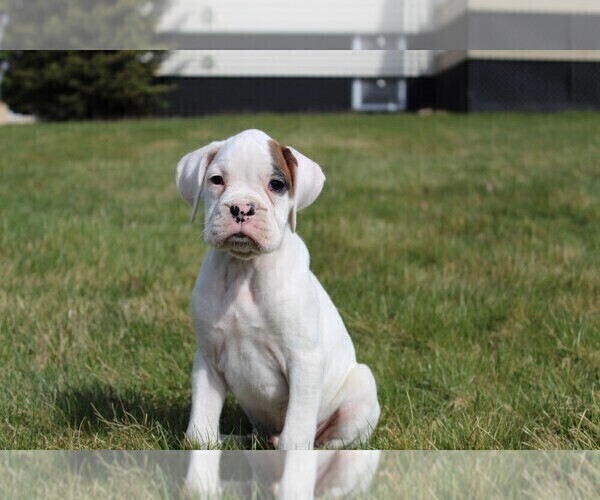 Medium Photo #11 Boxer Puppy For Sale in SHIPSHEWANA, IN, USA
