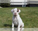 Small Photo #11 Boxer Puppy For Sale in SHIPSHEWANA, IN, USA