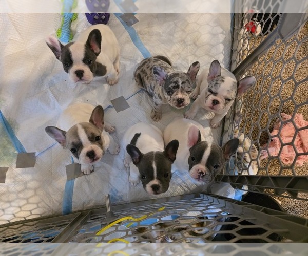 Medium Photo #1 French Bulldog Puppy For Sale in ASHLAND, OH, USA