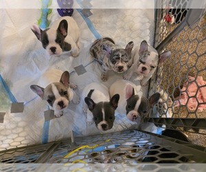 French Bulldog Litter for sale in ASHLAND, OH, USA