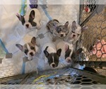 Small French Bulldog