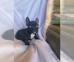 Small Photo #1 French Bulldog Puppy For Sale in HAMDEN, CT, USA