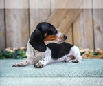 Small #3 Dachshund