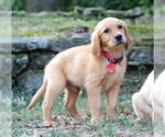 Small #1 Golden Retriever