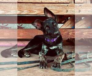 Holland Shepherd-Unknown Mix Dogs for adoption in Imlay City, MI, USA