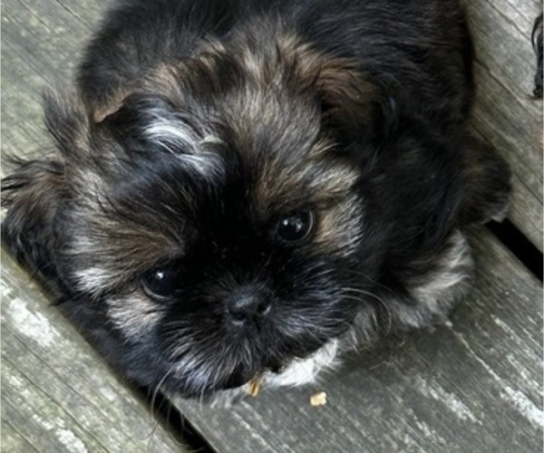 Medium Photo #6 Shih Tzu Puppy For Sale in CUMBERLAND CENTER, ME, USA