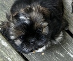 Puppy Big Banana Shih Tzu
