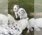 Small Photo #2 Dalmatian Puppy For Sale in MEM, TN, USA