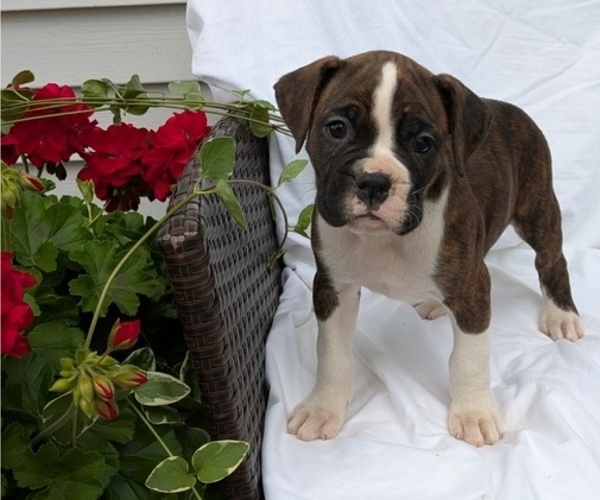 Medium Photo #46 Boxer Puppy For Sale in GOSHEN, IN, USA