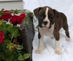 Small #1 Boxer