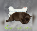 Small Photo #33 Pomsky Puppy For Sale in RAMONA, CA, USA