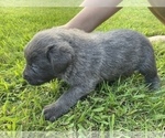 Small Photo #14 Cane Corso Puppy For Sale in BELGRADE, MT, USA