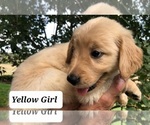 Small Photo #10 Golden Retriever Puppy For Sale in ROSANKY, TX, USA