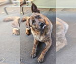 Small #3 Catahoula Leopard Dog-Pug Mix