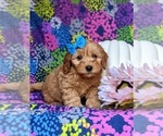 Small Photo #7 Miniature Labradoodle Puppy For Sale in KIRKWOOD, PA, USA