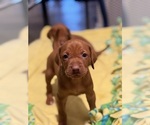 Small #17 Vizsla