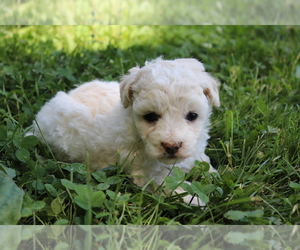 Poodle (Toy) Puppy for sale in SHILOH, OH, USA