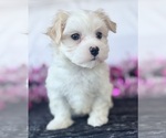 Small #7 Maltese