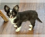 Small #2 Chihuahua
