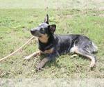 Small #1 Mutt